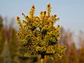 Picea glauca Aurea (Wolski) IMG_1820 Świerk biały